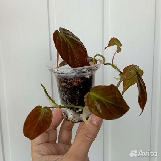 Цветы для дома