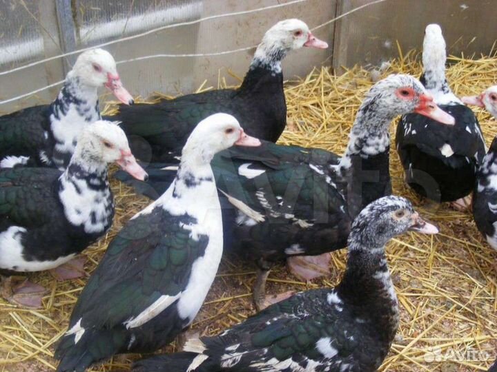 Мускусные утки