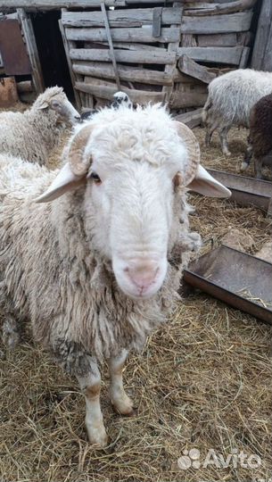 Овцы бараны