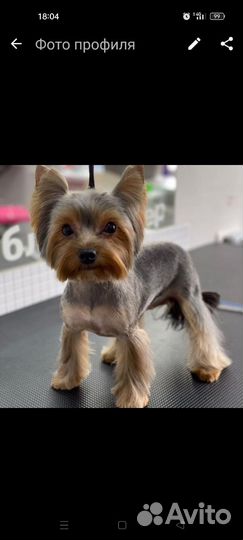 Йоркширский терьер щенки