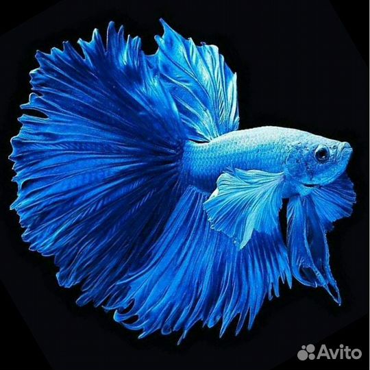 Аквариумная рыбка петушок (разные породы)