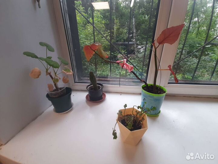 Комнатные цветы