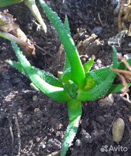 Домашние цветы