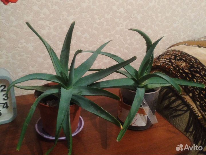 Цветок Алое