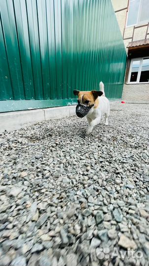 Джек Рассел терьер ищет хозяев