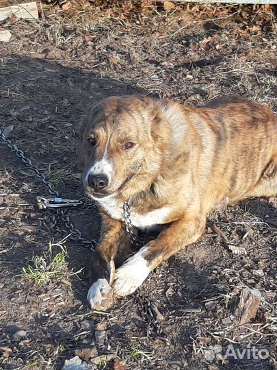 Среднеазиатская овчарка