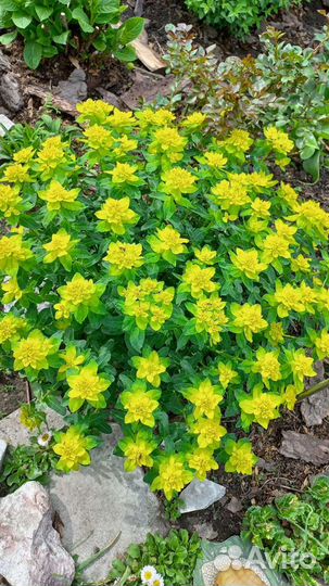 Многолетние цветы и кустарники