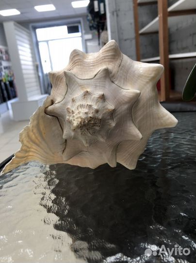 Ракушка морская очень большая красивая розовая