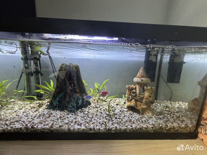 Готовый аквариум с рыбками