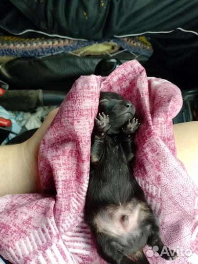 Собаки щенки