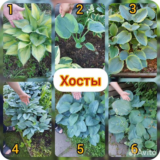 Хоста растение 15 видов