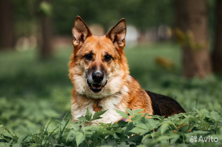 Метис овчарки в добрые руки