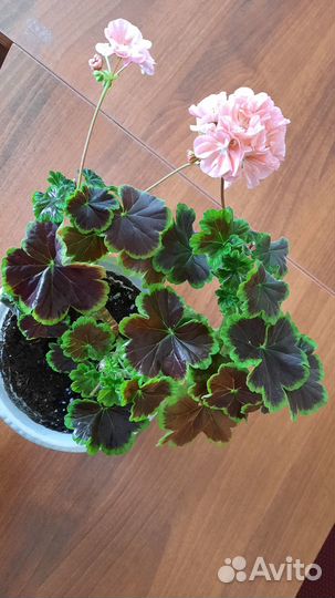 Герань пеларгония