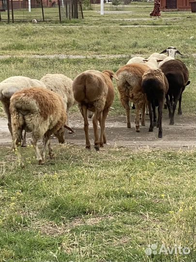 Овцы бараны
