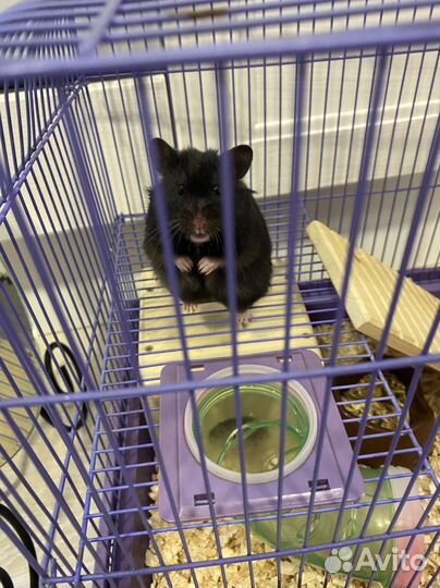 Сирийский хомяк с клеткой