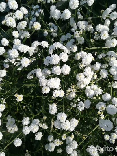 Многолетники