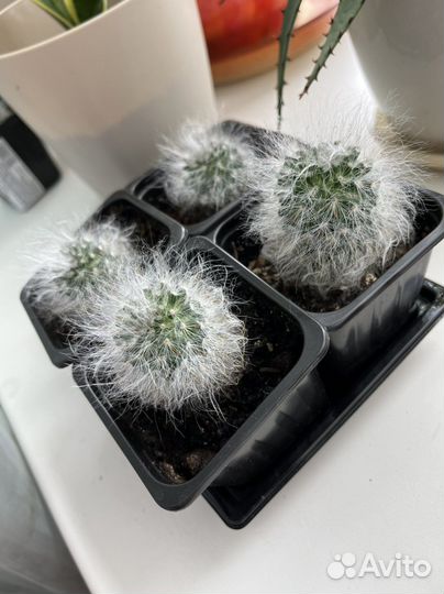 Кактус пушистый милаш