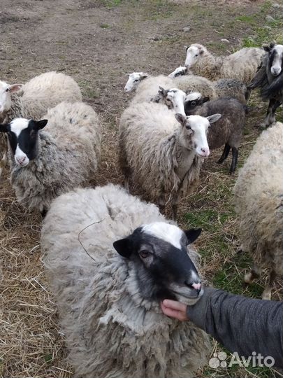 Баран и овцы