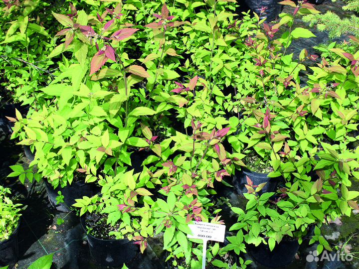 Спирея японская 