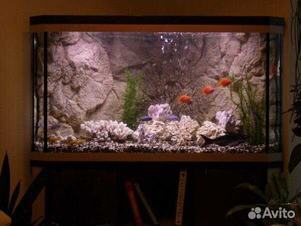 Обслуживание, чистка аквариумов и террариумов