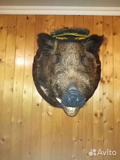 Чучела животных