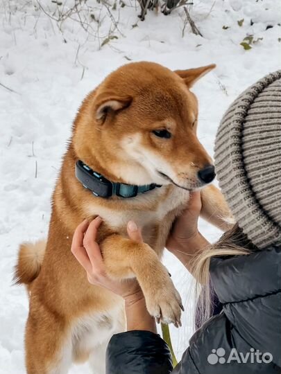 GPS для животных