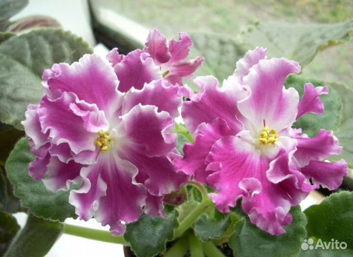 Фиалки сортовые детки или срез