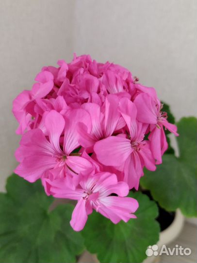 Пеларгония герань