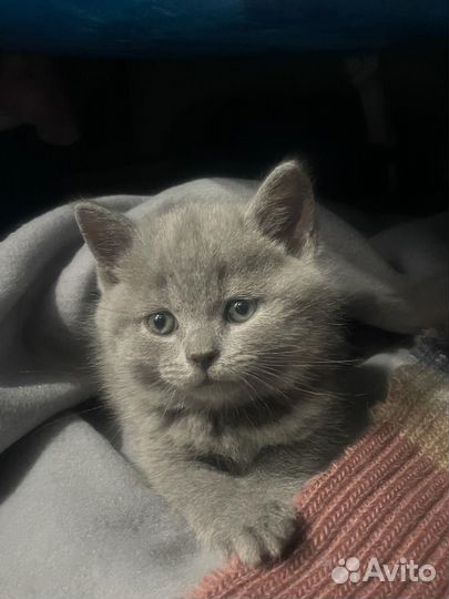Британец, котенок 2,5 мес