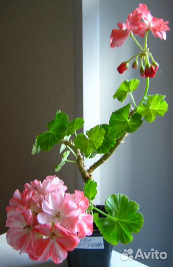 Черенок Пеларгония Герань Golden Anniversary