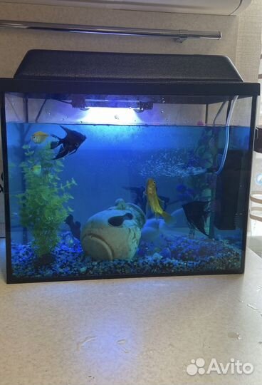 Аквариум