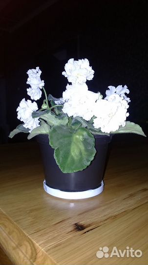 Фиалки комнатные (Сенполия)