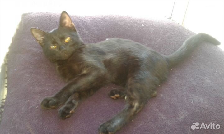 Котик-мышелов в добрые руки