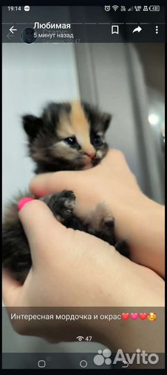 Отдаю котенка бесплатно в хорошие руки