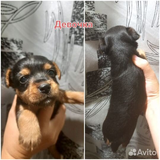 Йоркширский терьер щенки