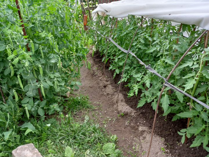 Участок 6,5 сот. (СНТ, ДНП)