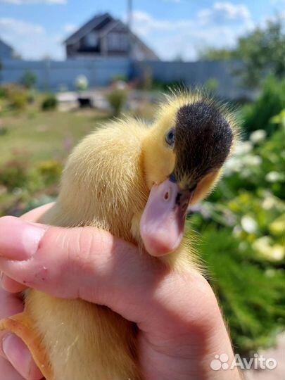 Утки королевские муларды