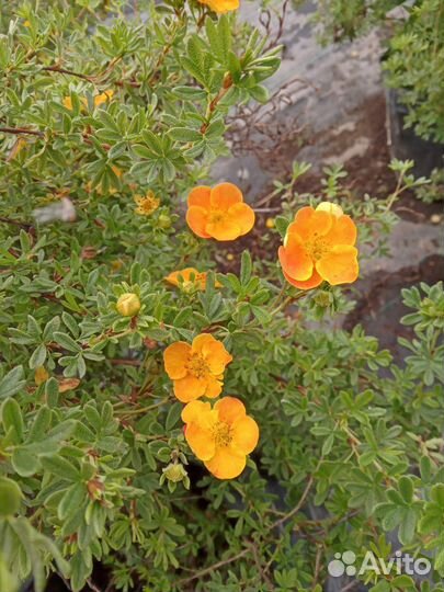 Лапчатка кустарниковая