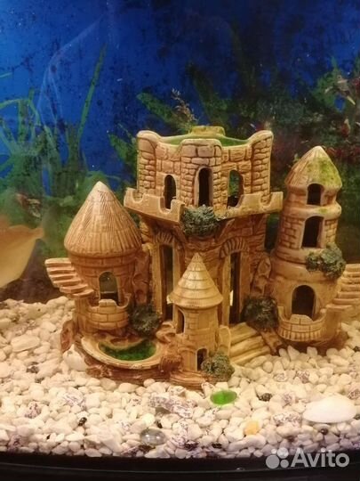 Аквариум