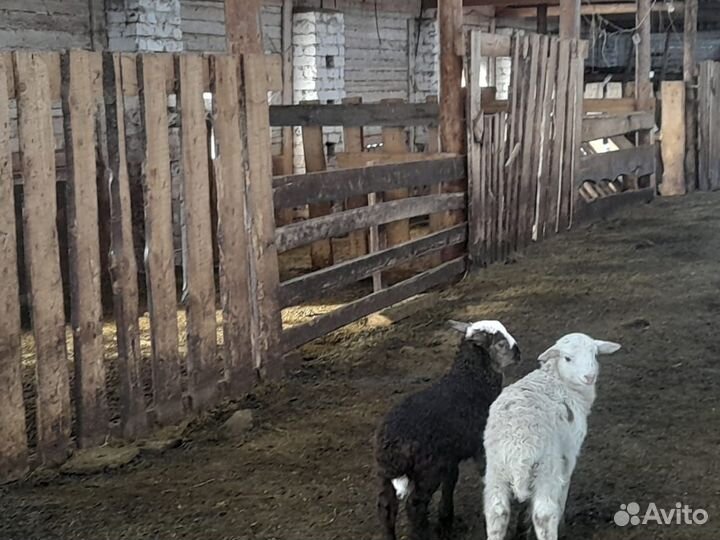 Курдючные бараны жирохвостые оптом и в розницу