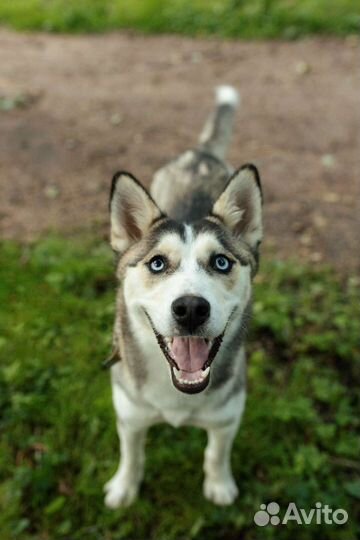 Собака Киви (метис хаски) ищет дом