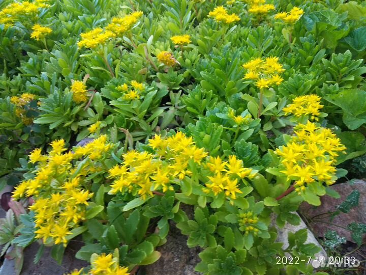 Рассада многолетних растений