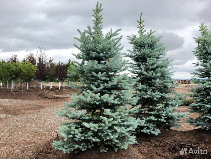 Голубая ель с гарантией