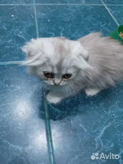 Продаются котята и кошка