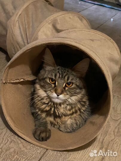 Мейн кун кошечка