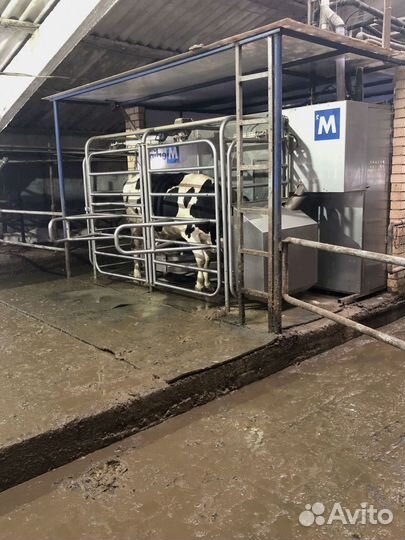 Доильный робот для крс