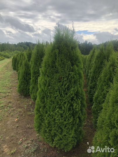 Туя сортовая Брабант, Смарагд,Колумна