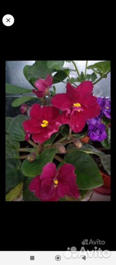 Фиалки сортовые