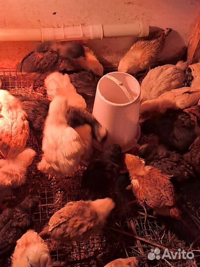 Цыплятки кур -несушек