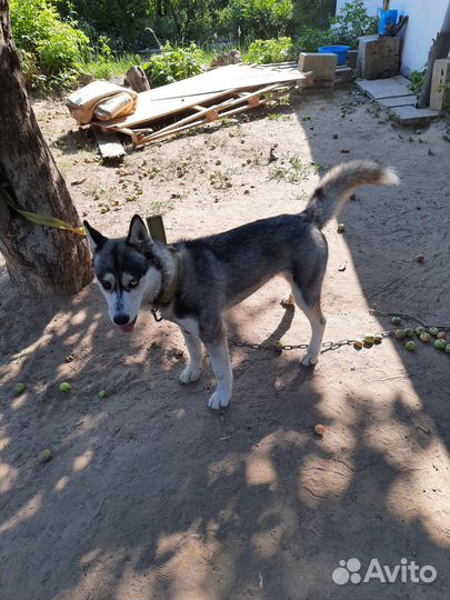 Отдам бесплатно собаку хамка 3года